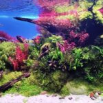 Mysterious corner - Aqua Plants Hub