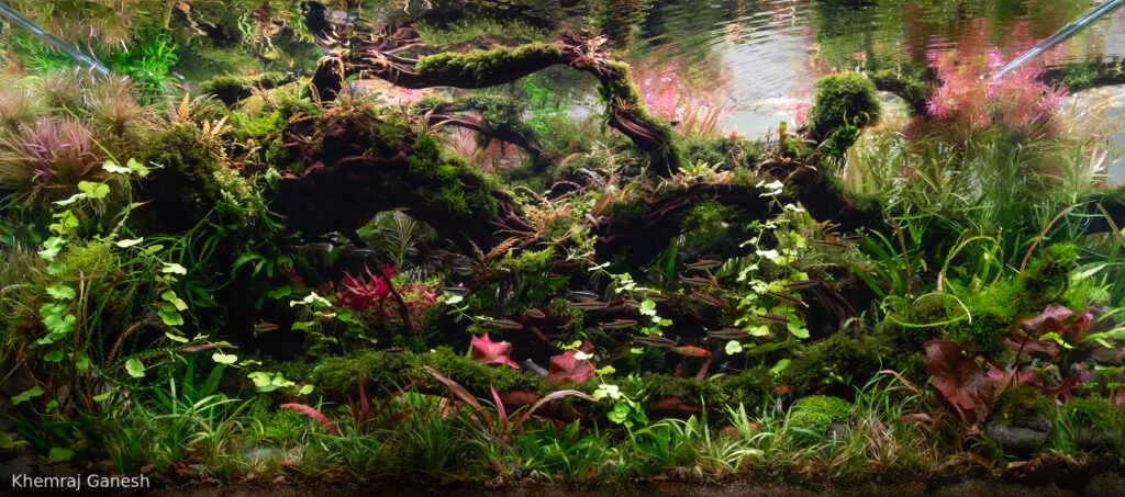 Mystic Flow - Aqua Plants Hub