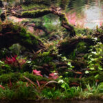 Mystic Flow - Aqua Plants Hub