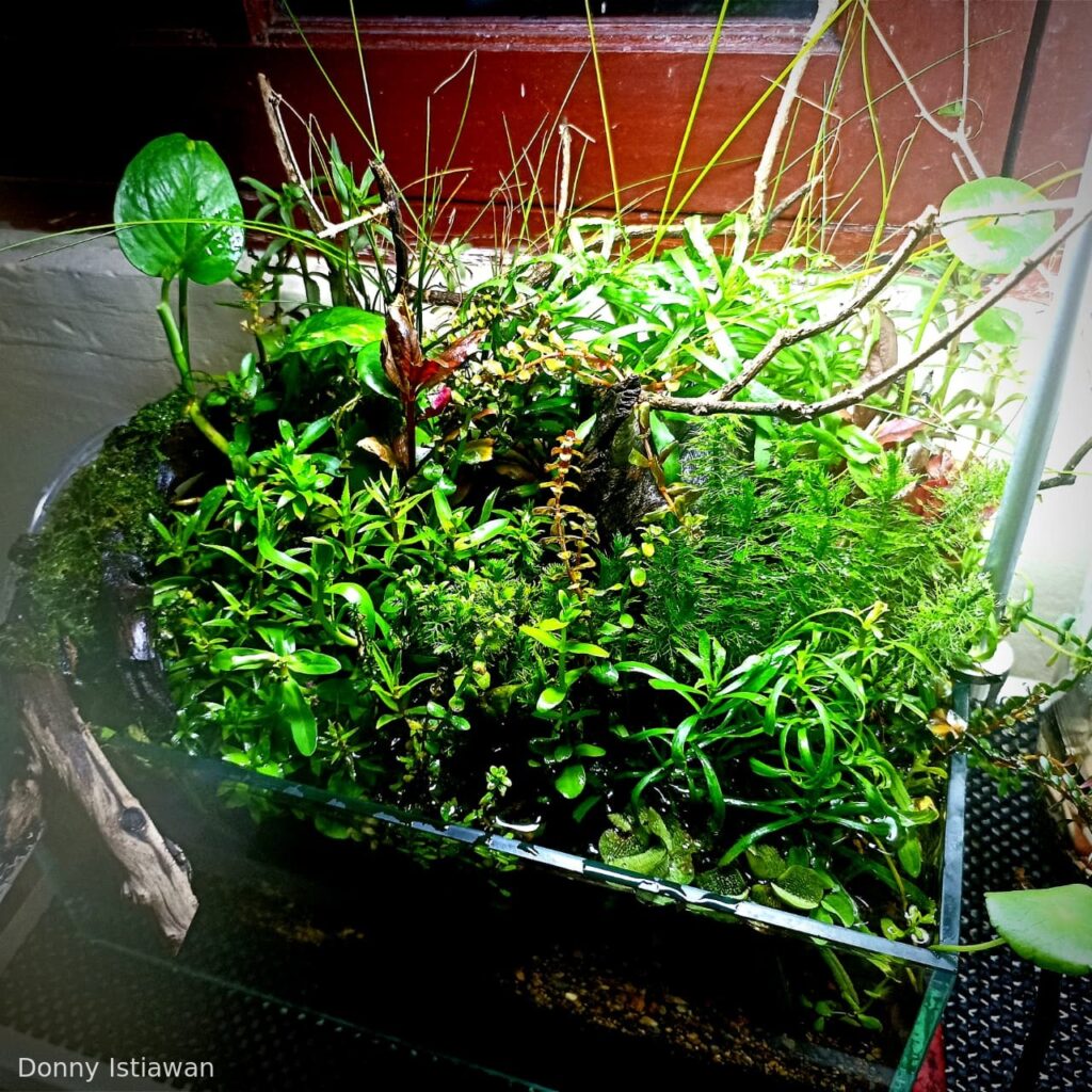 Naditira - Aqua Plants Hub