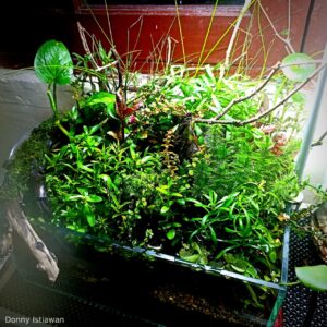 Naditira - Aqua Plants Hub