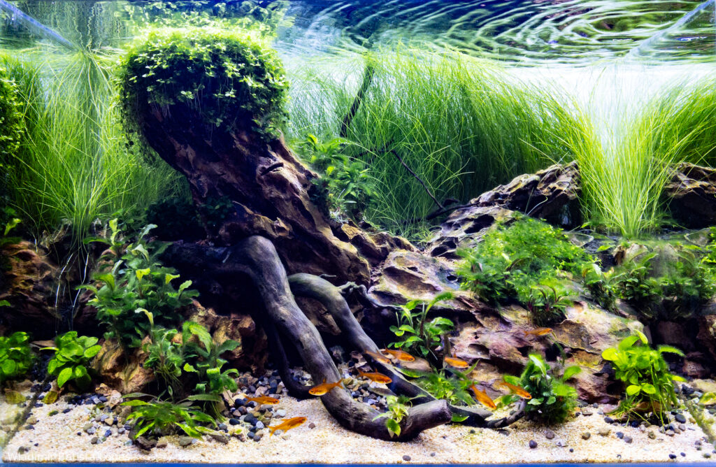 Nature - Aqua Plants Hub