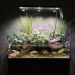 Nature's Verge - Nature’s Verge - Aqua Plants Hub