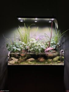 Nature's Verge - Nature’s Verge - Aqua Plants Hub