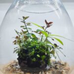 Natus ex terra - Aqua Plants Hub