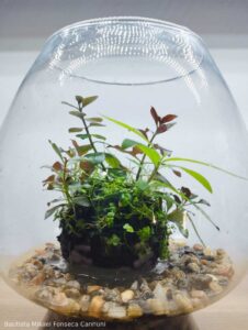 Natus ex terra - Aqua Plants Hub