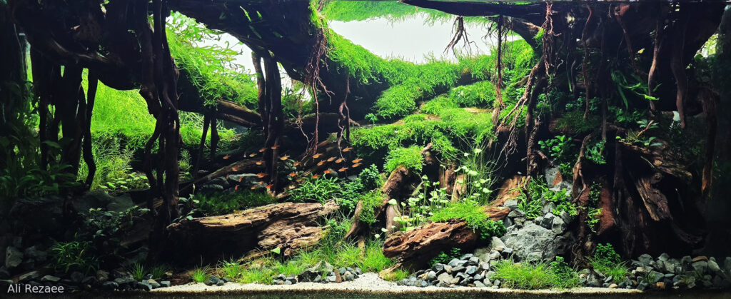 No one found this valley - Aqua Plants Hub