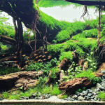 No one found this valley - Aqua Plants Hub
