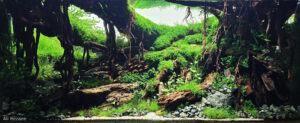 No one found this valley - Aqua Plants Hub