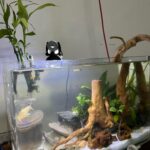 Noah's ark - Noah’s ark - Aqua Plants Hub