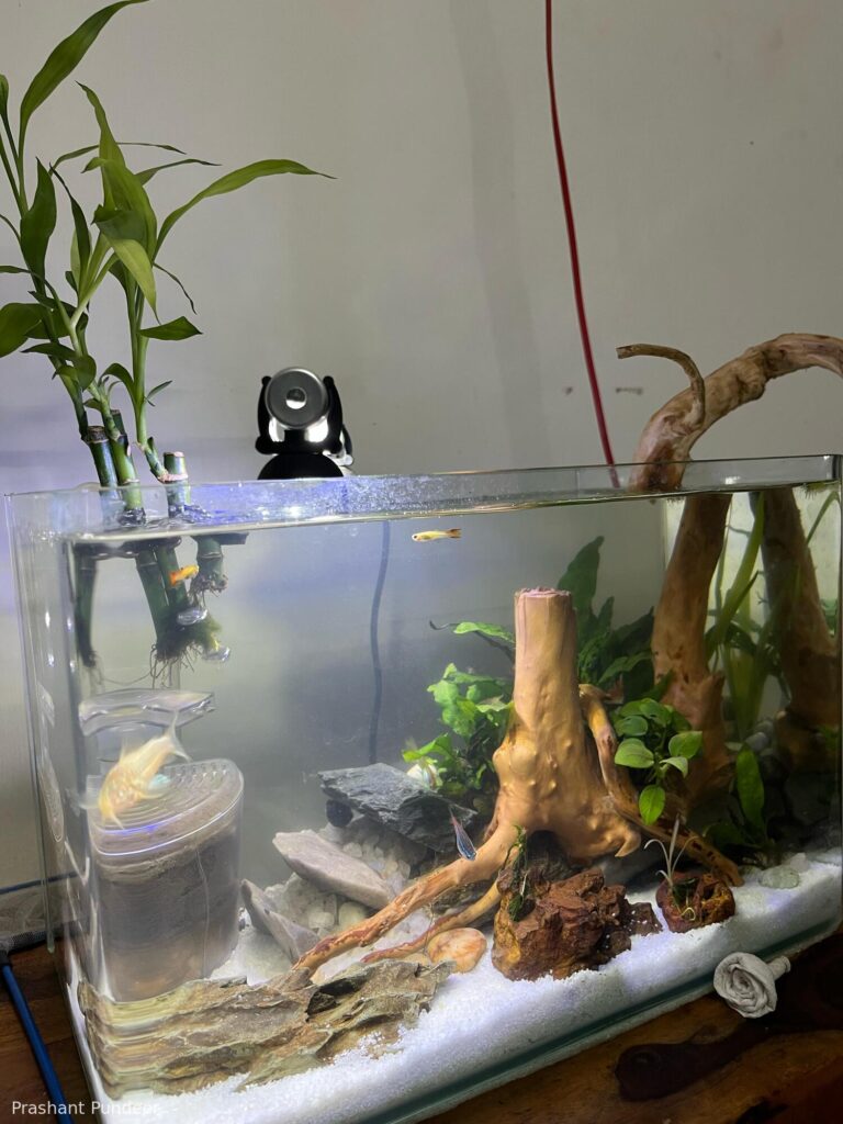 Noah's ark - Noah’s ark - Aqua Plants Hub