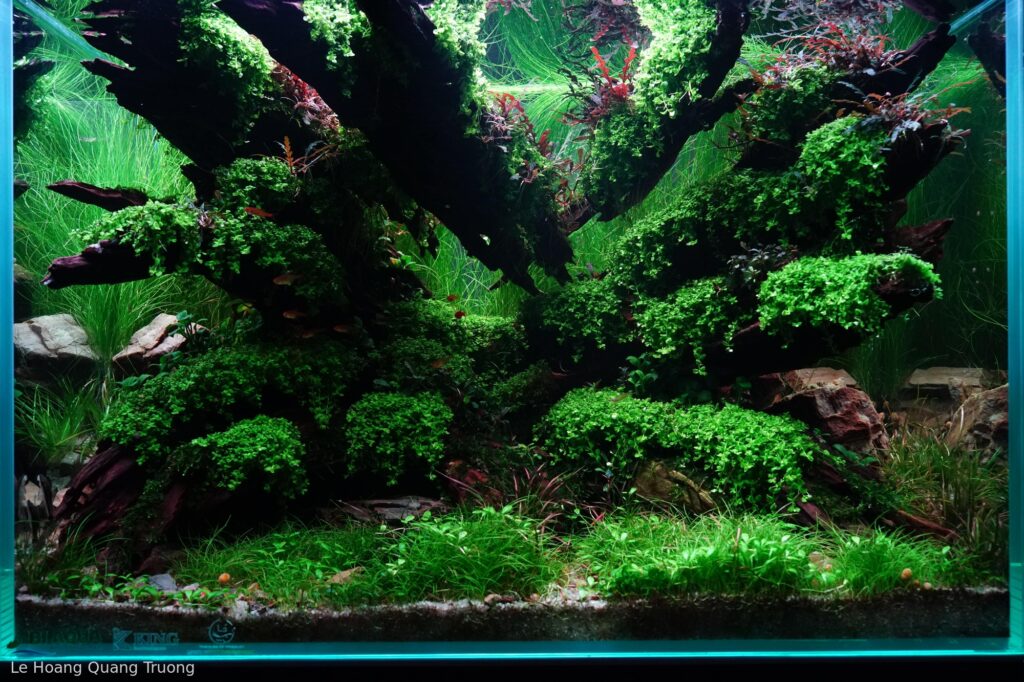 Nothingness - Aqua Plants Hub