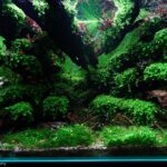 Nothingness - Aqua Plants Hub