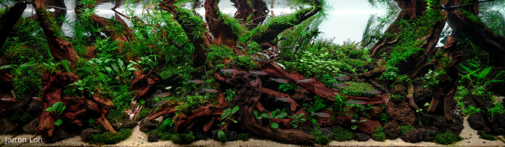 Oblique Forest - Aqua Plants Hub