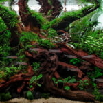 Oblique Forest - Aqua Plants Hub