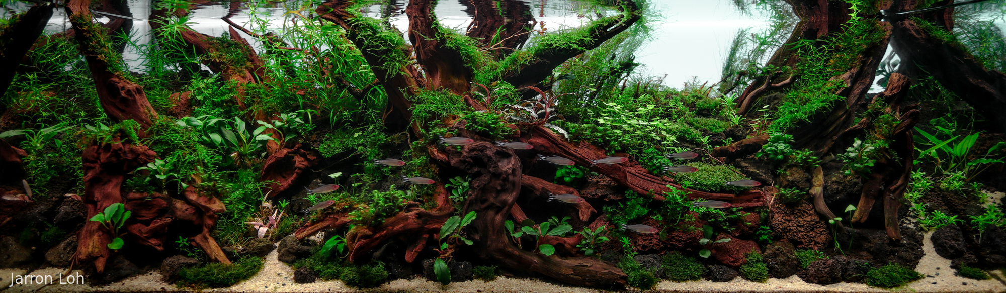 Oblique Forest - Aqua Plants Hub