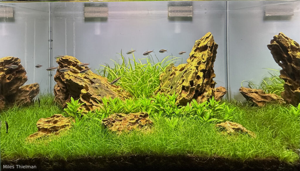 Ohko Crest - Aqua Plants Hub