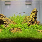 Ohko Crest - Aqua Plants Hub