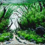 Old Forest - Old Forest (AGA 2025 #1016) - Aqua Plants Hub