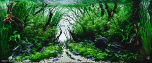 Old Forest - Old Forest (AGA 2025 #1016) - Aqua Plants Hub
