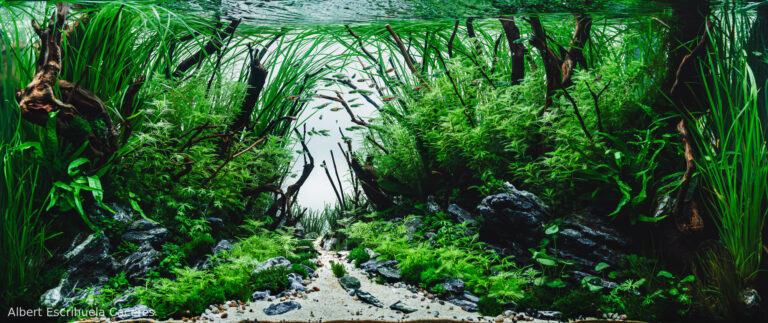 Old Forest (AGA 2025 #1016)