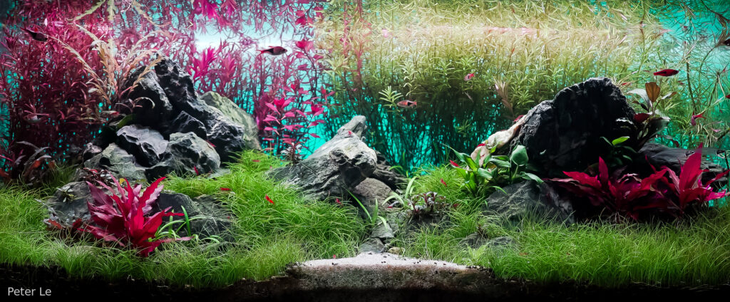 On the way home - Aqua Plants Hub