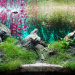 On the way home - Aqua Plants Hub