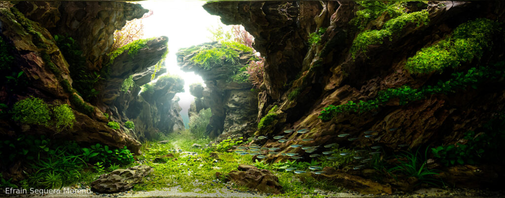 Oracle - Aqua Plants Hub