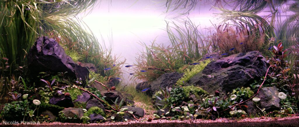 Osornian valley - Aqua Plants Hub