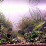 Osornian valley - Aqua Plants Hub