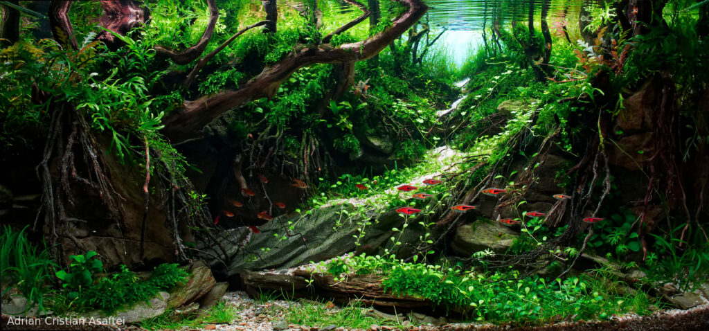 Out of the dark - Aqua Plants Hub