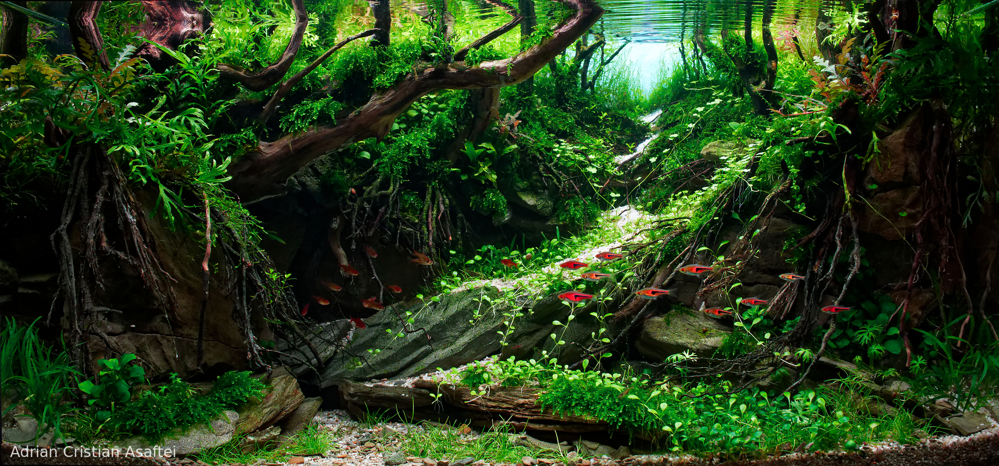 Out of the dark - Aqua Plants Hub