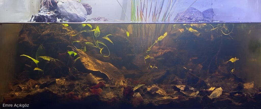 Pasir Panjang Riverbank, Near Pangkalan Pun, Central Kalimantan, Indonesia - Aqua Plants Hub