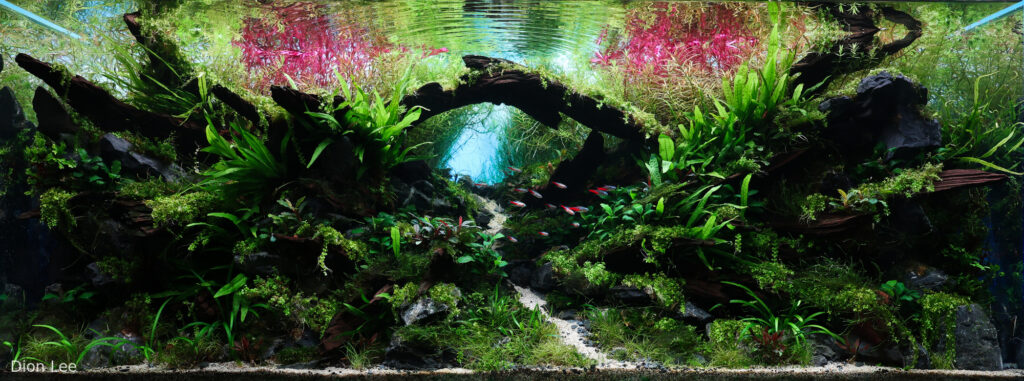 Passage - Passage (AGA 2025 #1095) - Aqua Plants Hub
