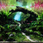 Passage - Passage (AGA 2025 #1095) - Aqua Plants Hub
