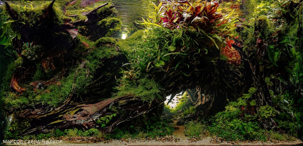 Passage - Passage (AGA 2025 #1031) - Aqua Plants Hub