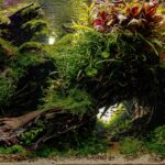 Passage - Passage (AGA 2025 #1031) - Aqua Plants Hub