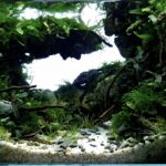 Path - Aqua Plants Hub