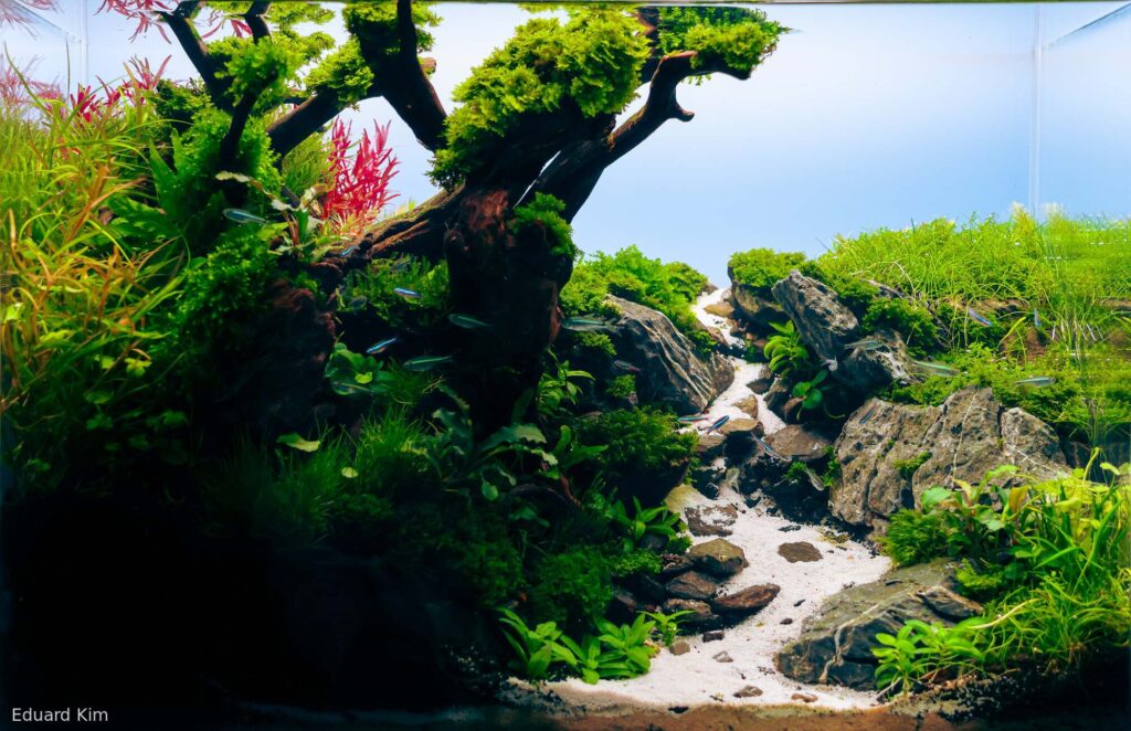 Path Through the Gorge - Aqua Plants Hub