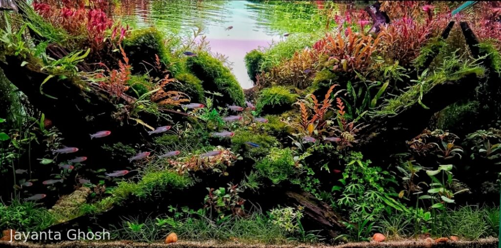 Path away - Aqua Plants Hub
