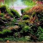 Path away - Aqua Plants Hub