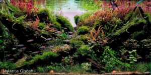 Path away - Aqua Plants Hub