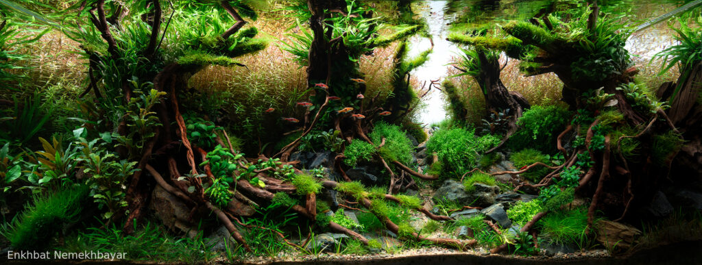 Path to dream - Aqua Plants Hub