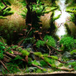 Path to dream - Aqua Plants Hub