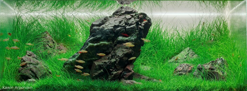 Peaceful - Peaceful (AGA 2025 #1265) - Aqua Plants Hub