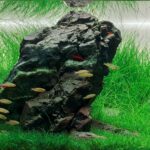 Peaceful - Peaceful (AGA 2025 #1265) - Aqua Plants Hub