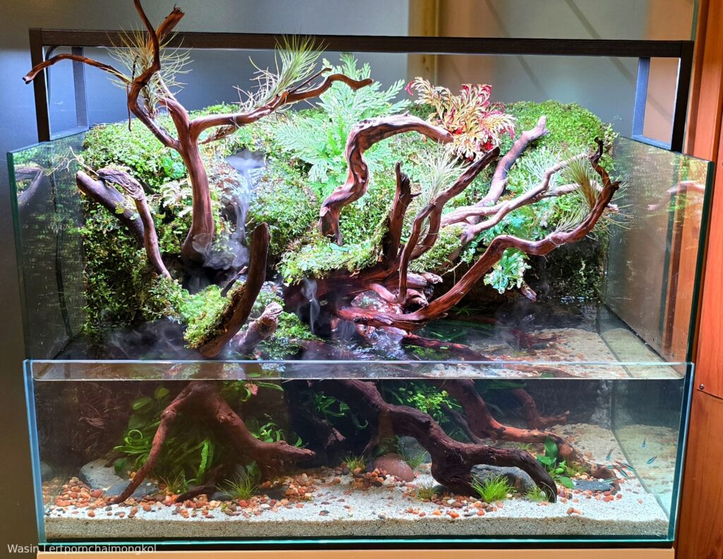 Peaceful - Peaceful (AGA 2025 #1215) - Aqua Plants Hub
