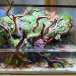 Peaceful - Peaceful (AGA 2025 #1215) - Aqua Plants Hub