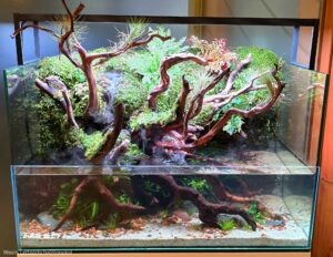 Peaceful - Peaceful (AGA 2025 #1215) - Aqua Plants Hub