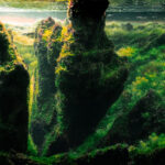 Pearling Clouds - Aqua Plants Hub